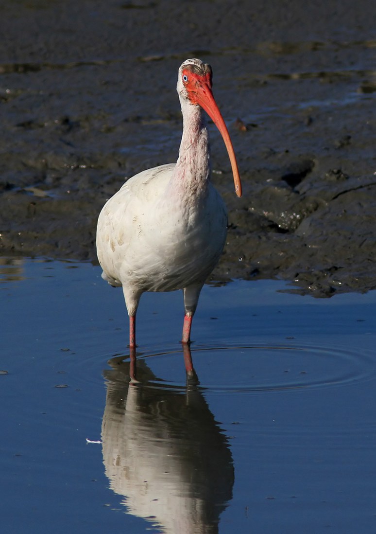 Where Did Everybody Go 