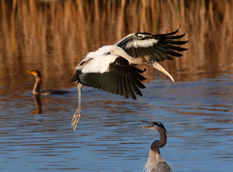 Young Wood Stork Incoming