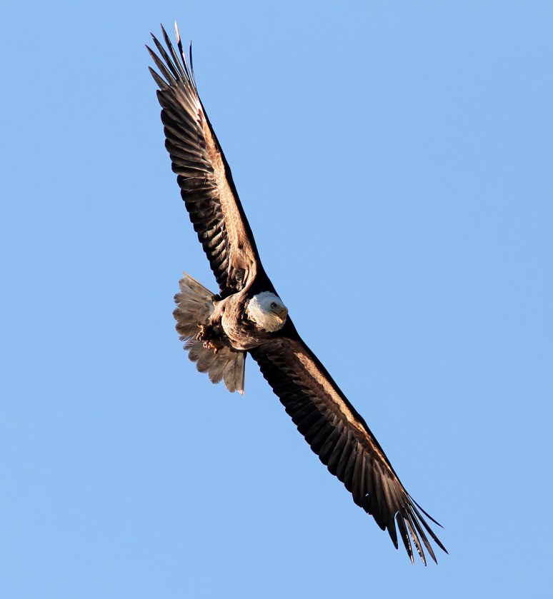Afternoon at the Marsh Pond 