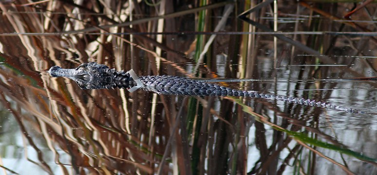 Alligator Floats Into The Swamp