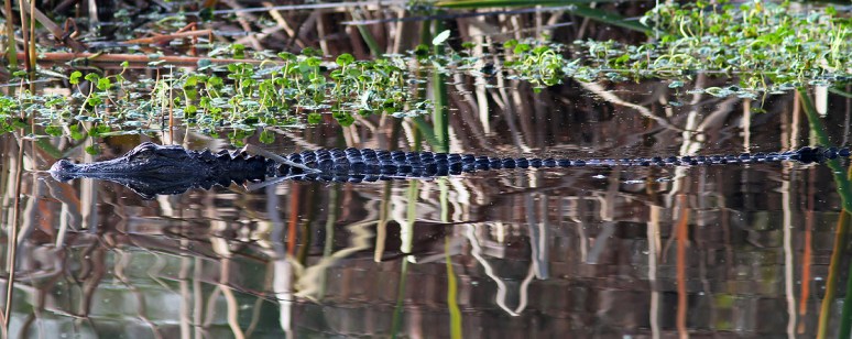 Alligator Floats Into The Swamp