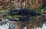Alligator Floats Into The&nbsp;Swamp
