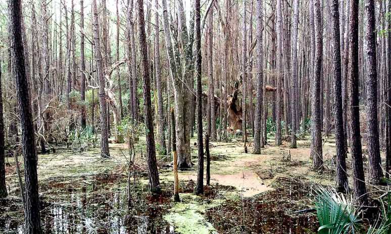 Alligator in the Swamp 