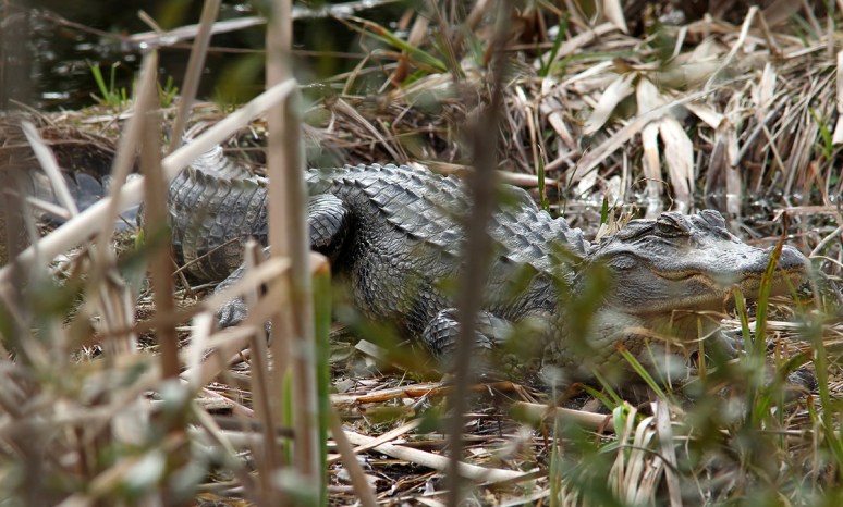 Alligator in the Swamp 