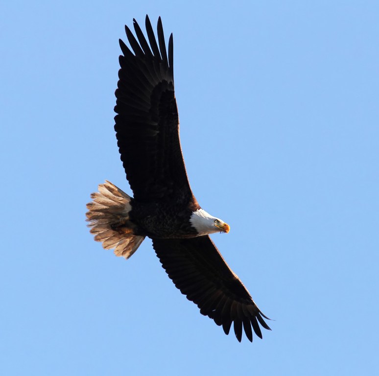 Bald Eagle Overhead Flight 