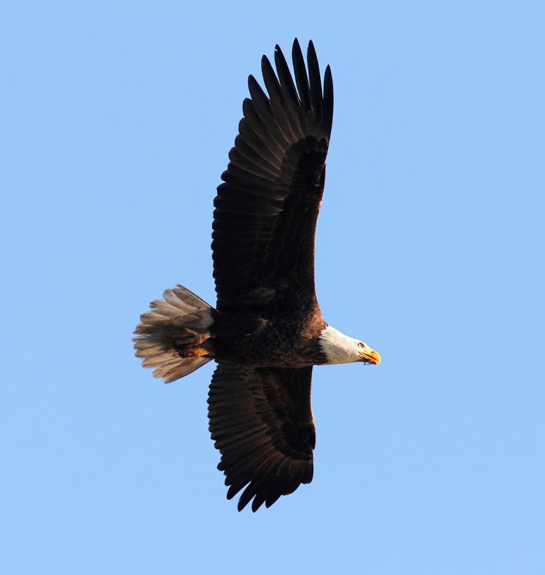 Bald Eagle Overhead Flight 
