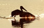 Brown Pelican Late Afternoon&nbsp;Silhouette