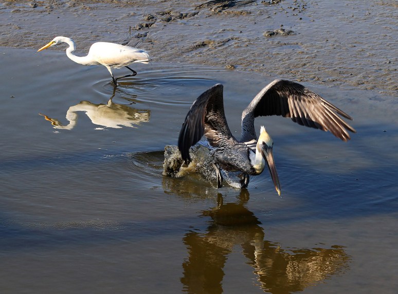 Brown Pelican Leaving the Salt Marsh 