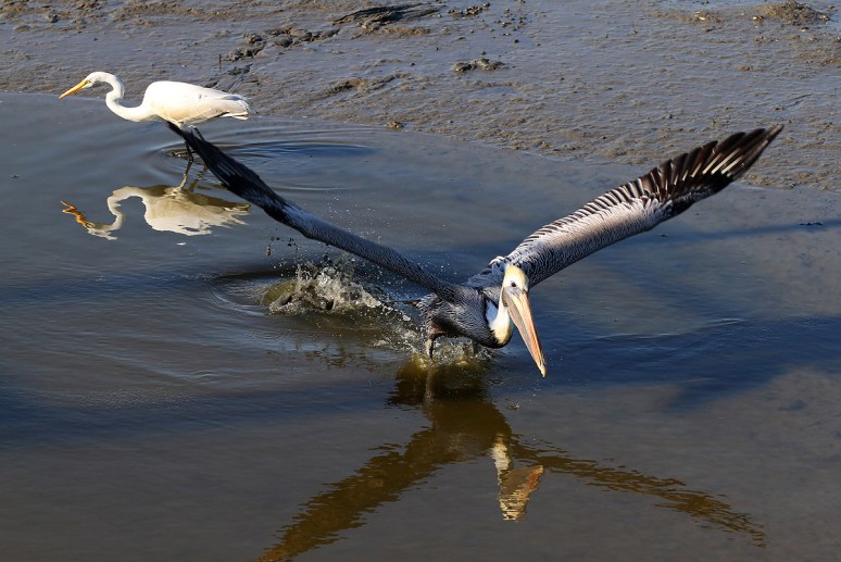 Brown Pelican Leaving the Salt Marsh 