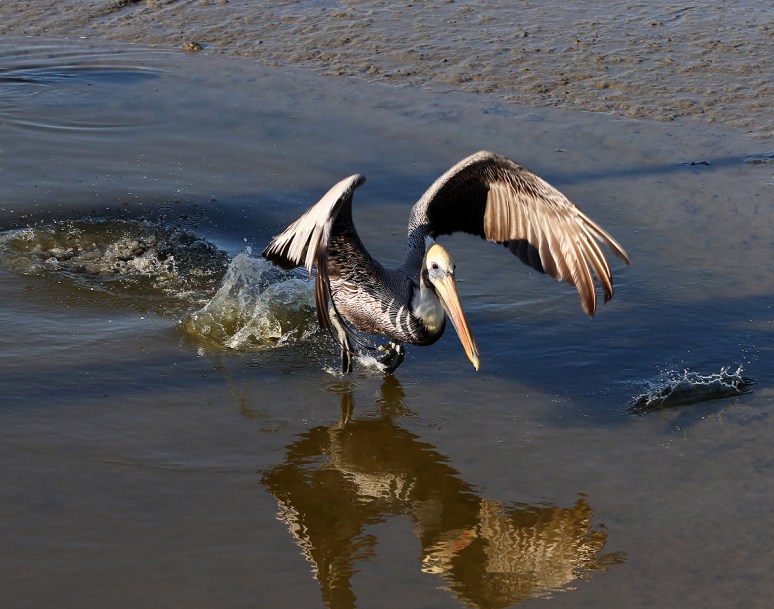 Brown Pelican Leaving the Salt Marsh 
