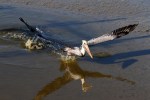 Brown Pelican Leaving the Salt&nbsp;Marsh
