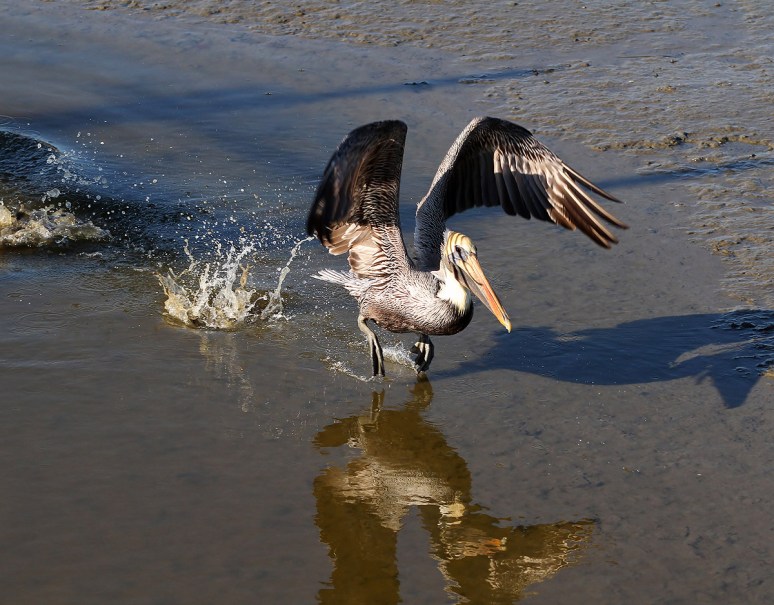 Brown Pelican Leaving the Salt Marsh 