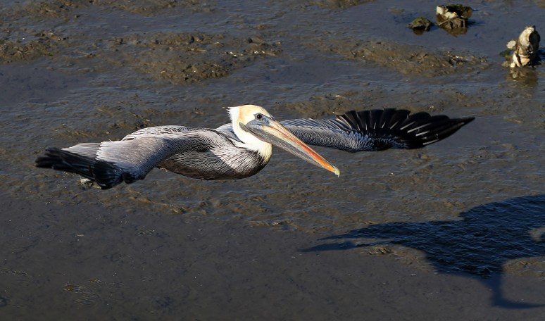 Brown Pelican Leaving the Salt Marsh 