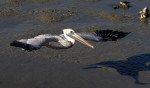 Brown Pelican Leaving the Salt&nbsp;Marsh