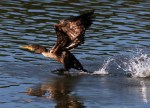 Cormorant Quick Takeoff