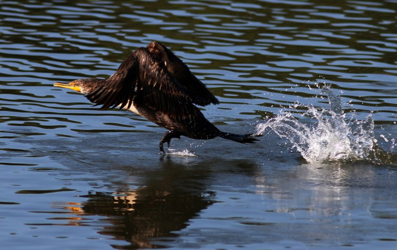 Cormorant Quick Takeoff