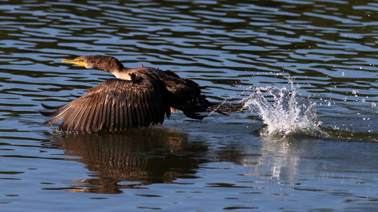Cormorant Quick Takeoff