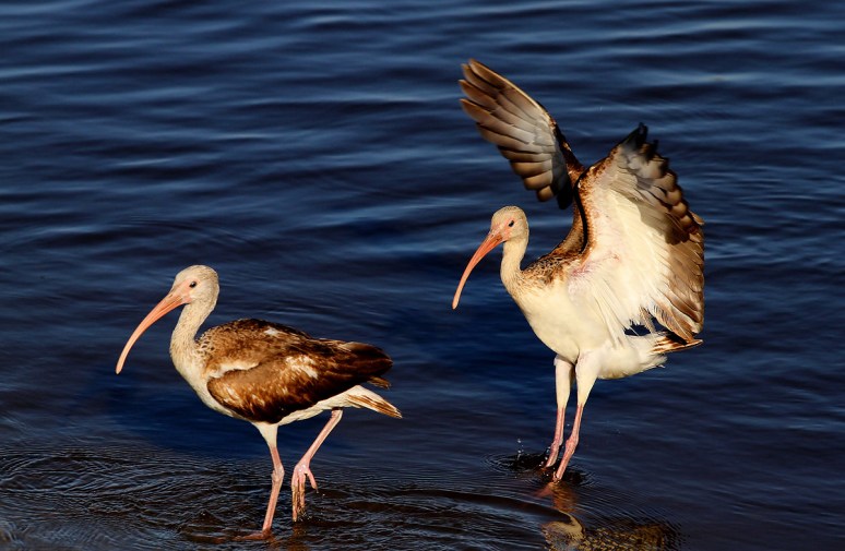 Dropping In On A Friend