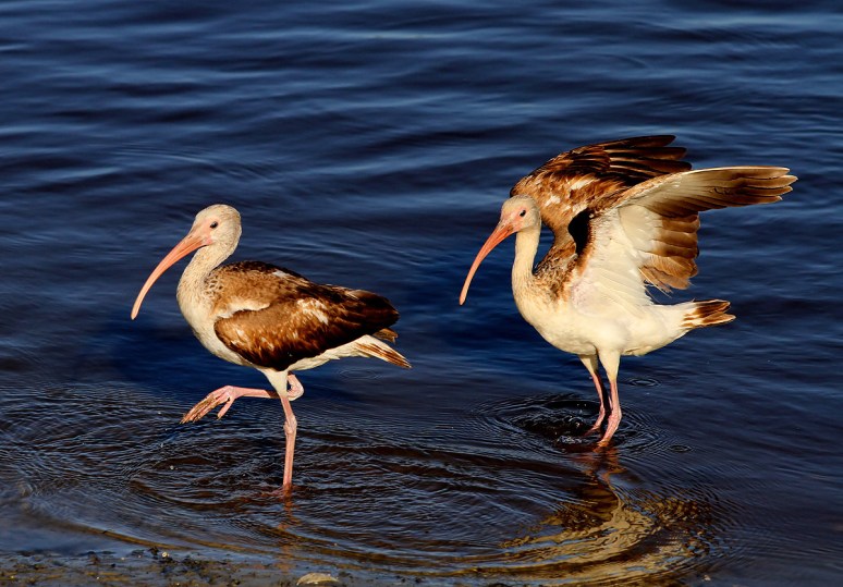 Dropping In On A Friend