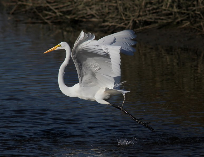 Egret Fight in the Salt Marsh 