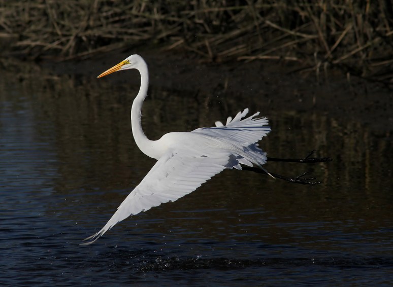Egret Fight in the Salt Marsh 