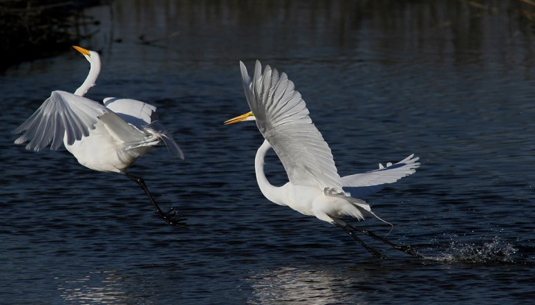 Egret Fight in the Salt Marsh 