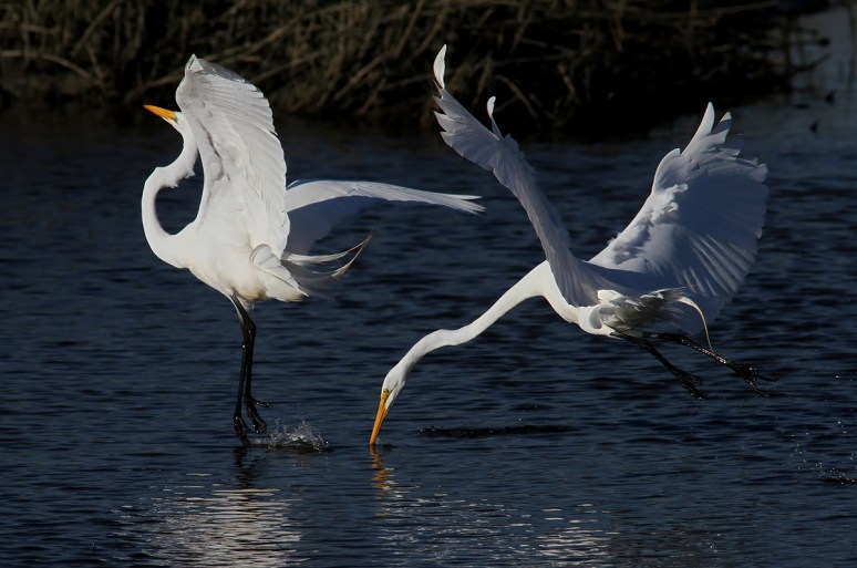 Egret Fight in the Salt Marsh 