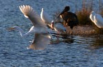 Egret Leaves His&nbsp;Friends