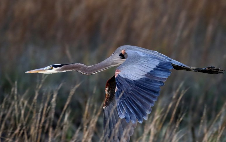 GBH Late Flight Across the Salt Marsh