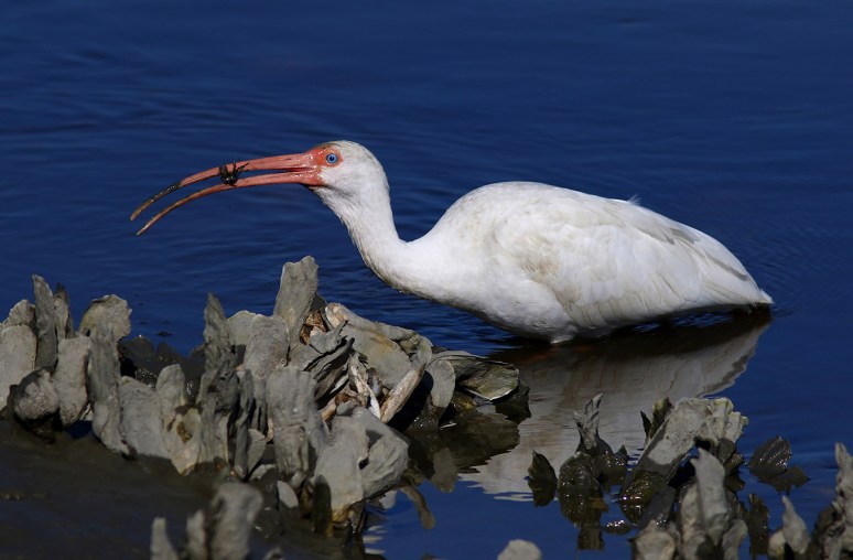 Ibis Catches Small Crab