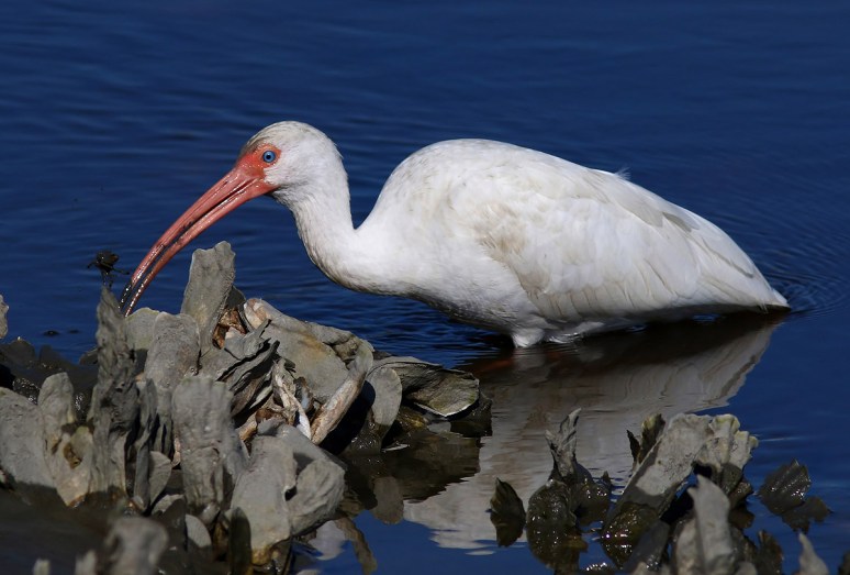 Ibis Catches Small Crab