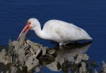 Ibis Catches Small&nbsp;Crab