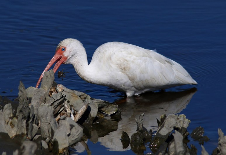 Ibis Catches Small Crab
