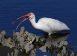 Ibis Catches Small&nbsp;Crab