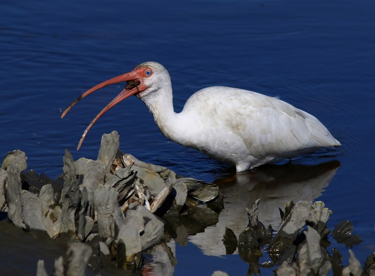 Ibis Catches Small Crab