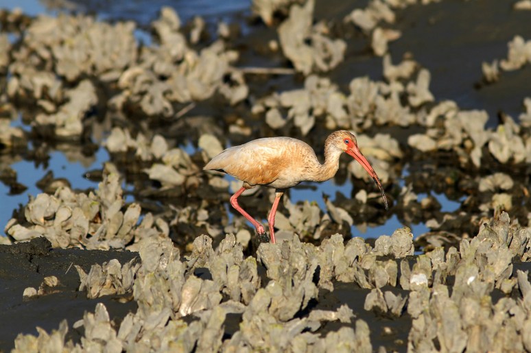 Juvenile Ibis in the Salt Marsh 