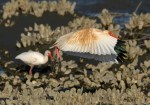 Juvenile Ibis in the Salt&nbsp;Marsh