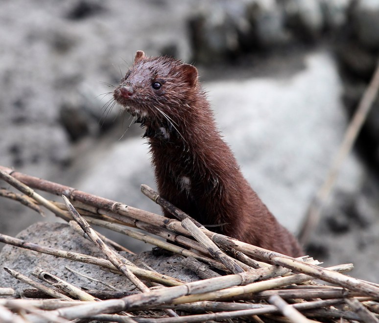 Mink in the Reeds 