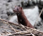Mink in the&nbsp;Reeds