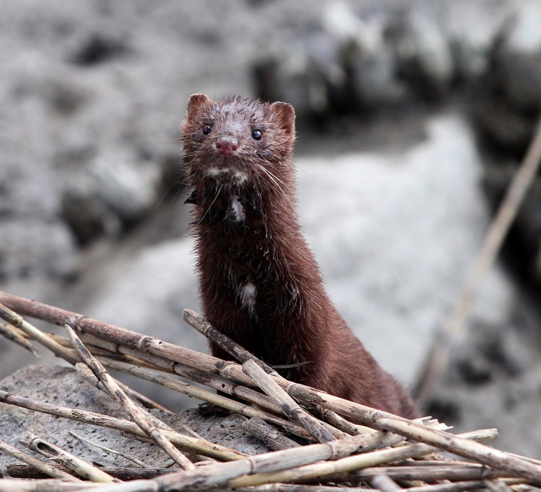 Mink in the Reeds 