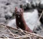 Mink in the&nbsp;Reeds