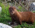 Mink Running Around the Salt&nbsp;Marsh