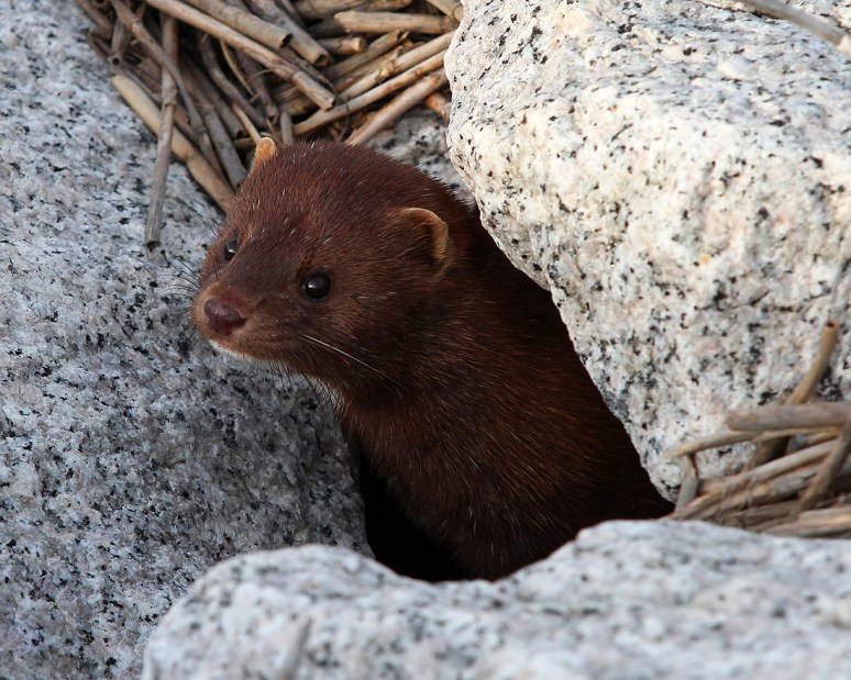 Mink Running Around the Salt Marsh