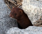 Mink Running Around the Salt&nbsp;Marsh