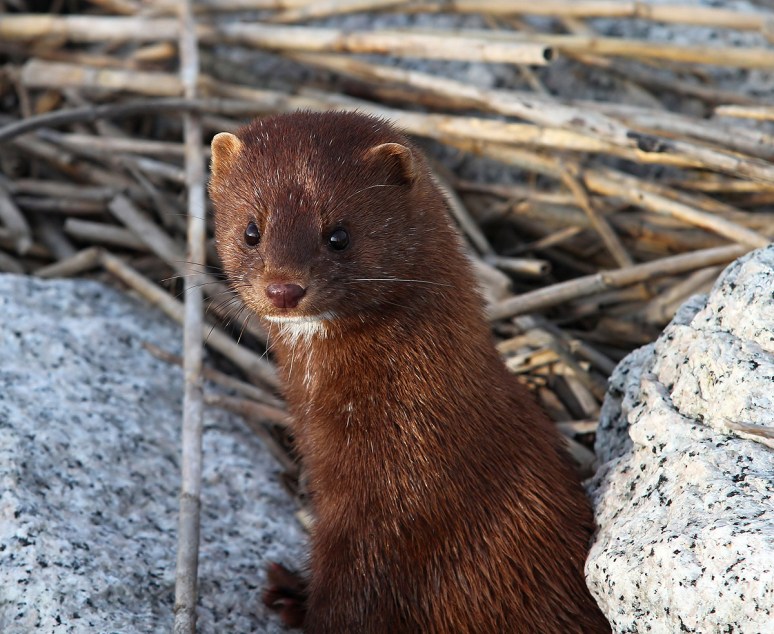 Mink Running Around the Salt Marsh