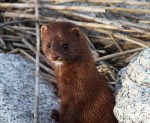 Mink Running Around the Salt&nbsp;Marsh
