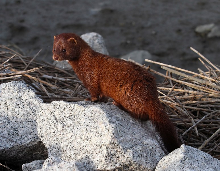 Mink Running Around the Salt Marsh
