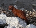 Mink Running Around the Salt&nbsp;Marsh