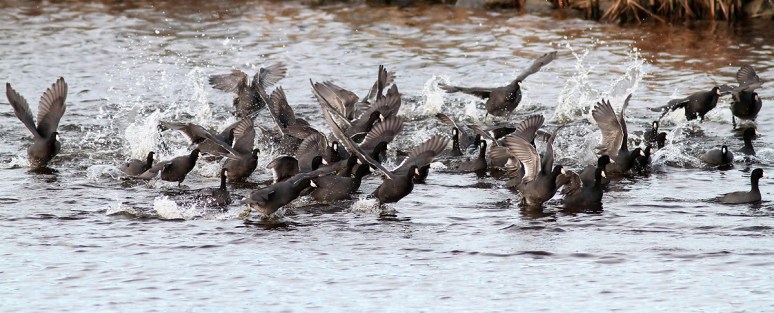 Mob of Coots 