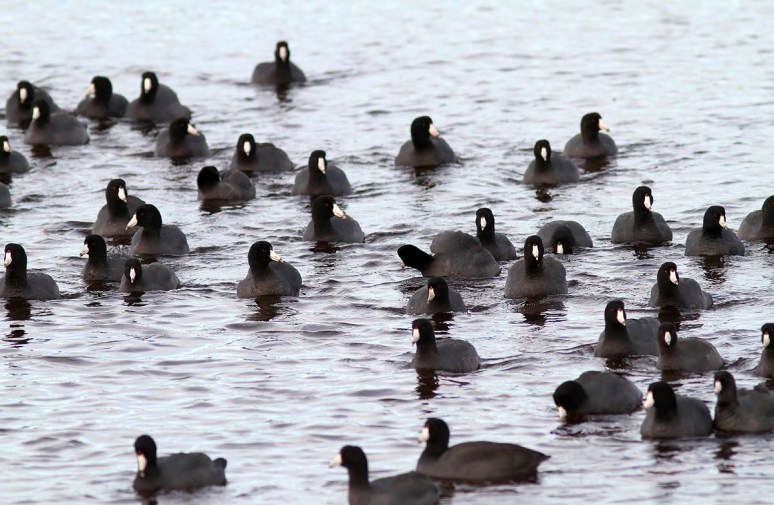 Mob of Coots 
